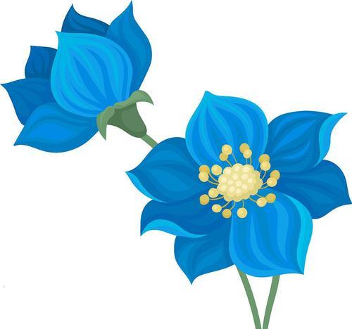 两朵蓝色花意味着什么？蓝色花的特殊寓意是什么？