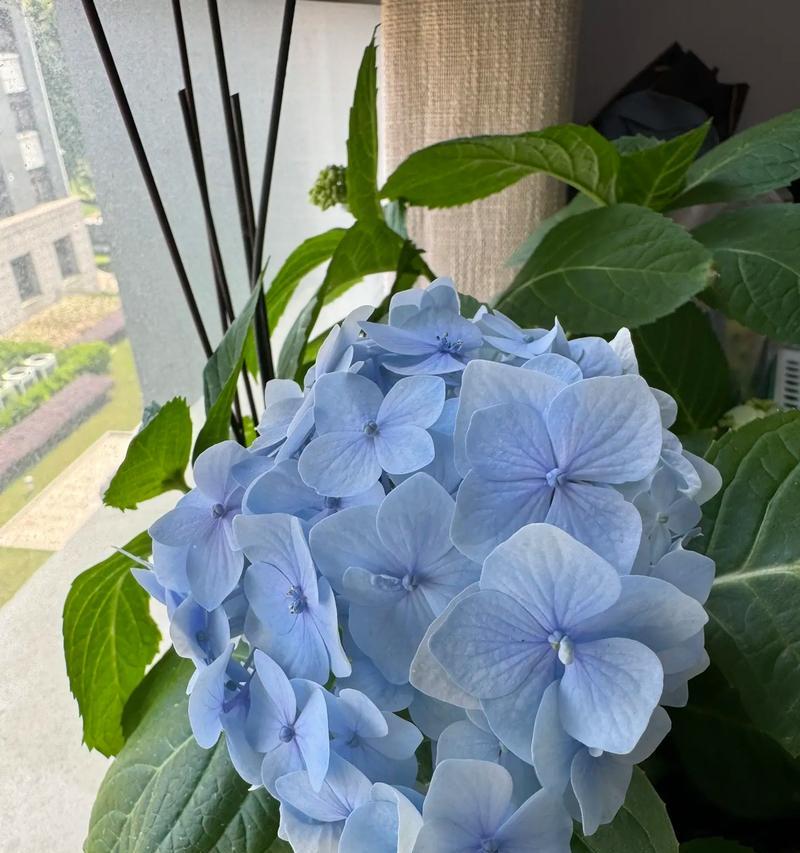 两朵蓝色花意味着什么？蓝色花的特殊寓意是什么？