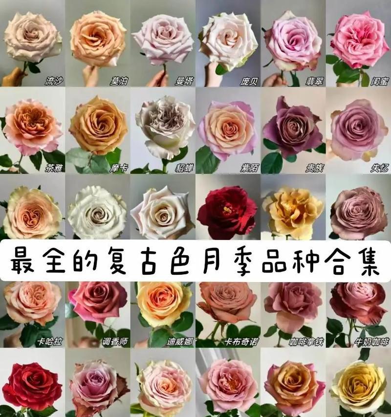 玫瑰花几只代表什么？不同颜色的寓意是什么？