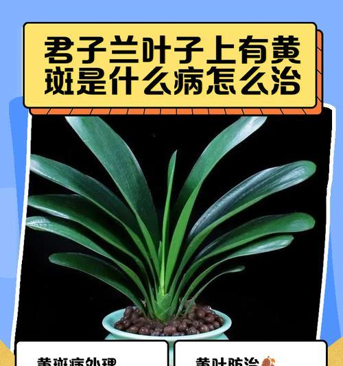 君子兰黄色花的寓意是什么？君子兰的花语有哪些？