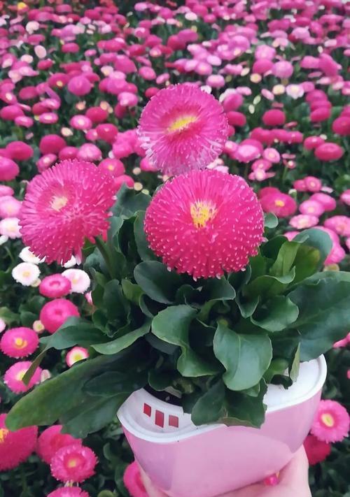 祝福死人的花语有哪些？它们各自代表什么含义？