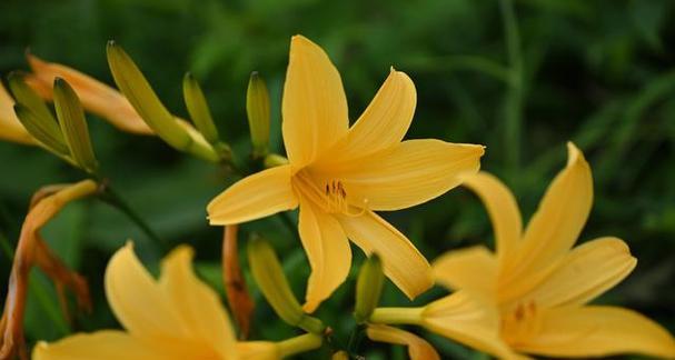 花和成功有什么美好寓意？哪些花象征着成功？
