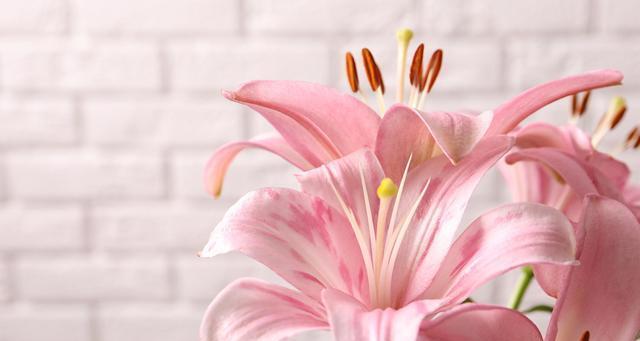 不同颜色的花代表什么？花与颜色的寓意有哪些？