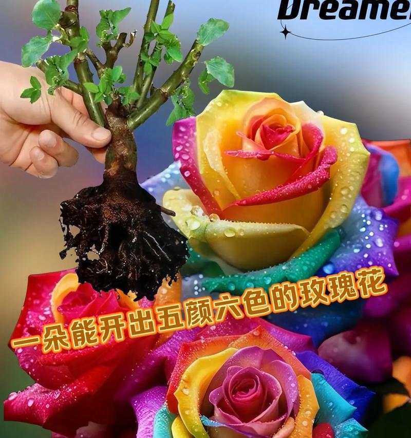 不同颜色的花代表什么？花与颜色的寓意有哪些？