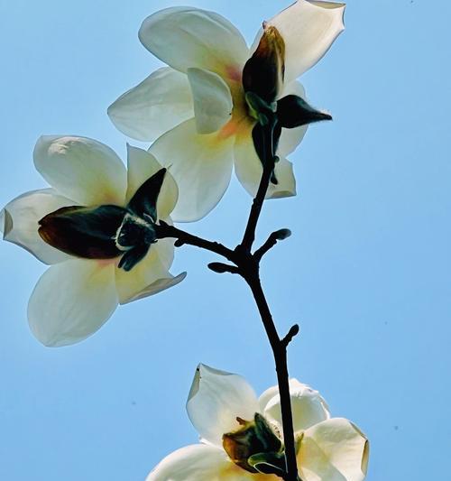 春天来了用哪种白色花象征？白色花代表春天的意义是什么？