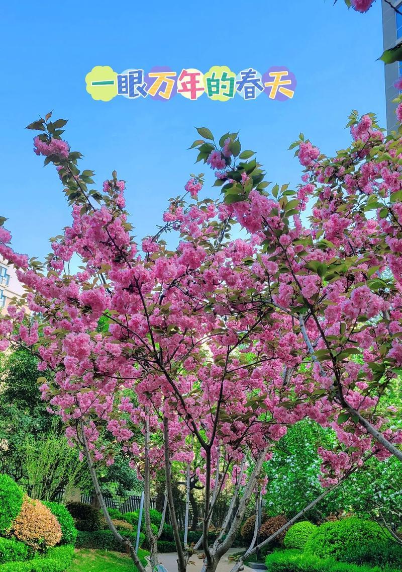 春天来了用哪种白色花象征？白色花代表春天的意义是什么？