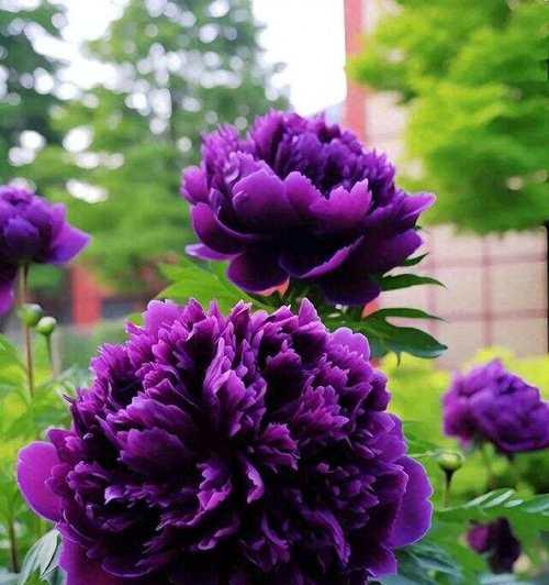 紫色系的花有什么寓意？
