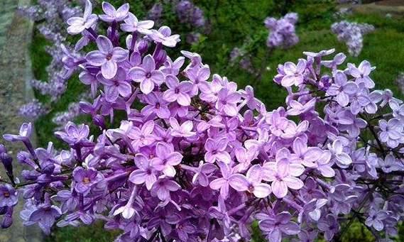 紫色系的花有什么寓意？