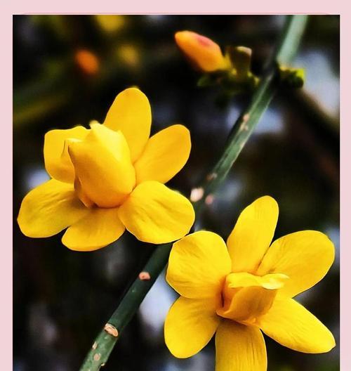 蓝色长寿花寓意何在？象征着什么？
