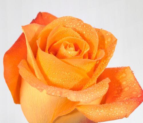 橙色玫瑰花含义和花语是什么？橙色玫瑰花代表什么？