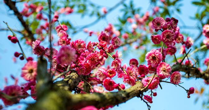 红色桃花代表什么？桃花的花语有哪些含义？