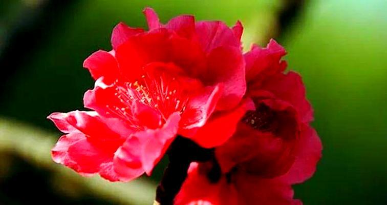 红色桃花代表什么？桃花的花语有哪些含义？