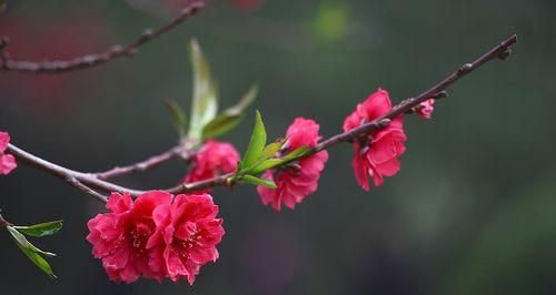 红色桃花代表什么？桃花的花语有哪些含义？