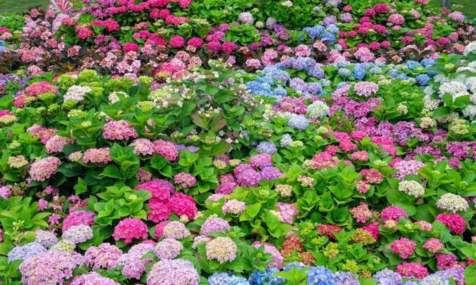 端午节观赏月季花有何特别寓意？
