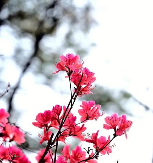 哪种花象征着快乐？