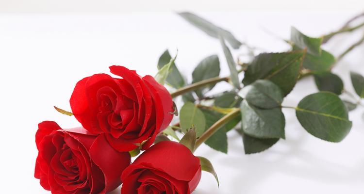 玫瑰花颜色代表什么含义？不同颜色玫瑰的寓意是什么？