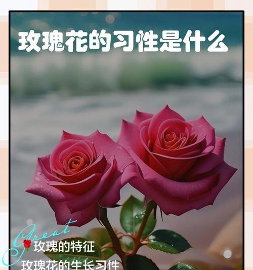 玫瑰花颜色代表什么含义？不同颜色玫瑰的寓意是什么？