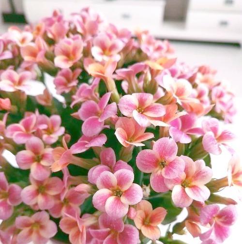 送老人寓意长寿的花有哪些？它们的含义是什么？