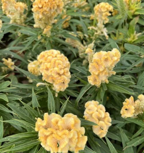 哪种黄色的花象征爱情？它的花语是什么？