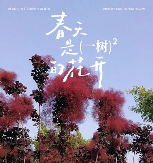 哪种黄色的花象征爱情？它的花语是什么？