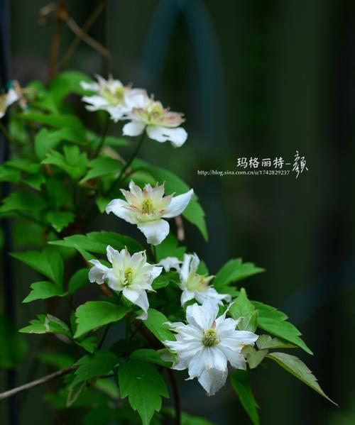 花绿色衣服的含义是什么？绿色衣服代表什么？