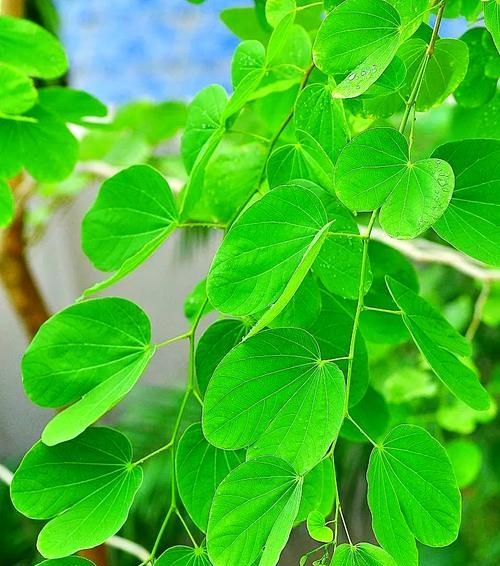 紫荆花不同颜色的寓意是什么？紫荆花颜色花语大全？