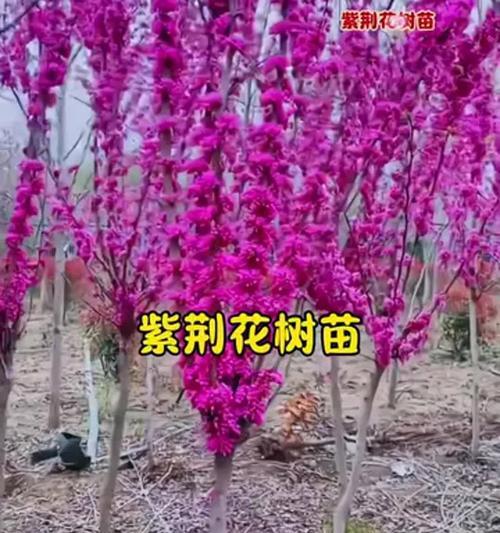 紫荆花不同颜色的寓意是什么？紫荆花颜色花语大全？