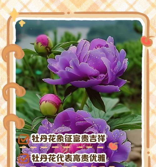 三八节送花的用意和寓意是什么？三八节花的吉祥含义是什么？