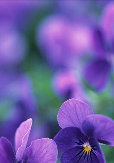 紫色花的寓意和象征是什么？开紫色花代表什么？