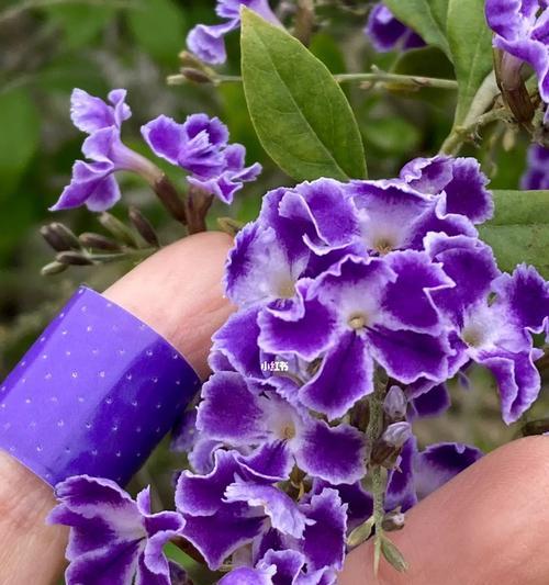 紫色花的寓意和象征是什么？开紫色花代表什么？