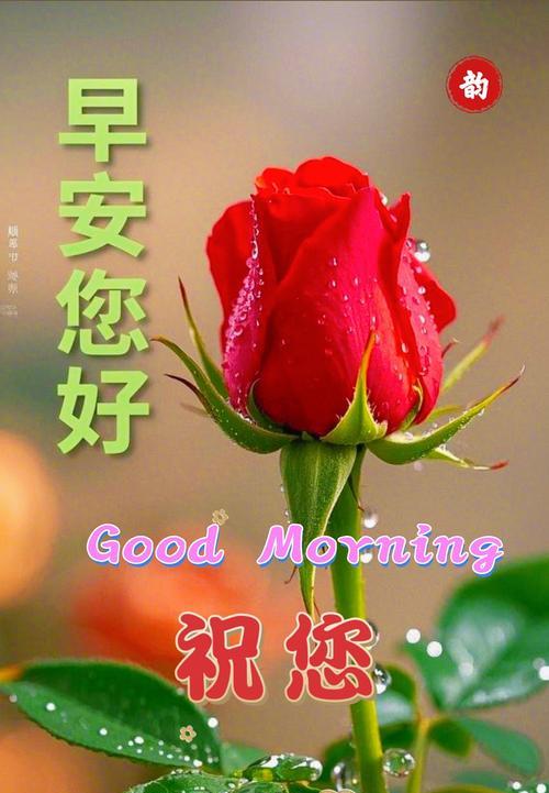 不同颜色的玫瑰花代表什么？玫瑰花颜色的含义是什么？