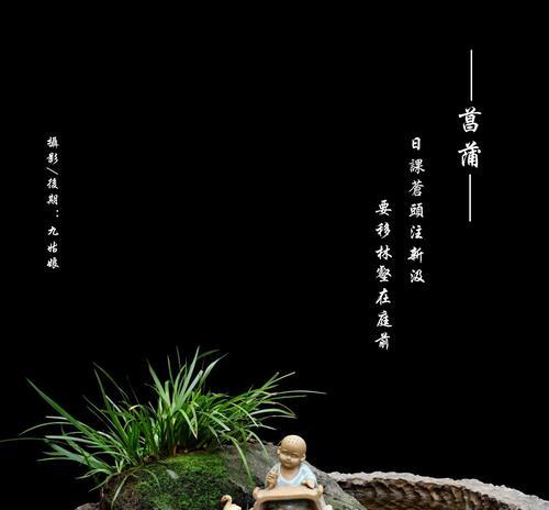 黑色菖蒲花有什么寓意？黑色菖蒲花的花语是什么？