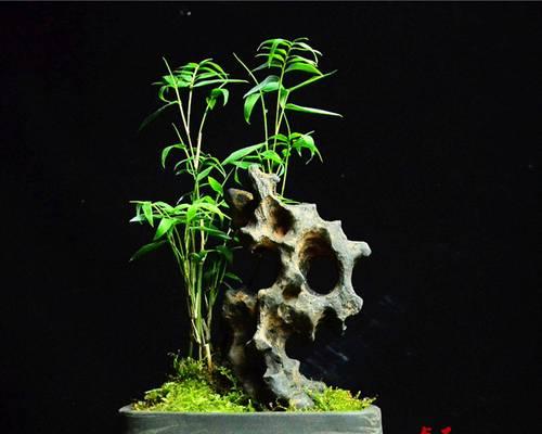 黑色菖蒲花有什么寓意？黑色菖蒲花的花语是什么？