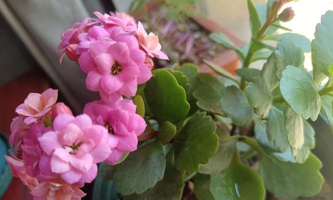 长寿花的寓意是什么？它在花语中代表什么？