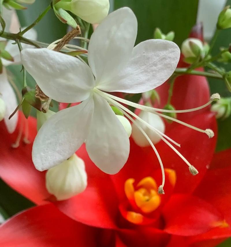 中秋节送什么花有特殊意义？