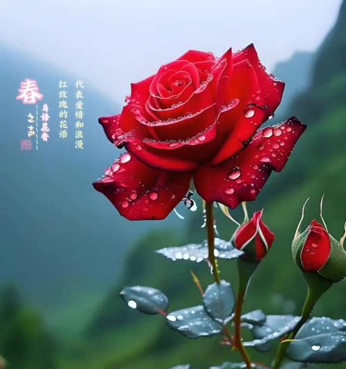 哪种花代表爱情的寓意？爱情花语有哪些？