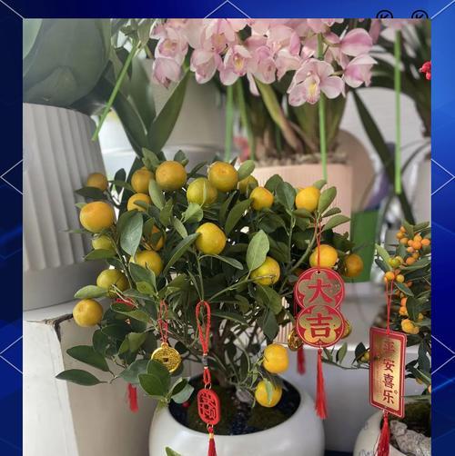 春节用花的意义是什么？春节花的寓意有哪些？