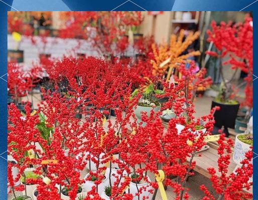 春节用花的意义是什么？春节花的寓意有哪些？