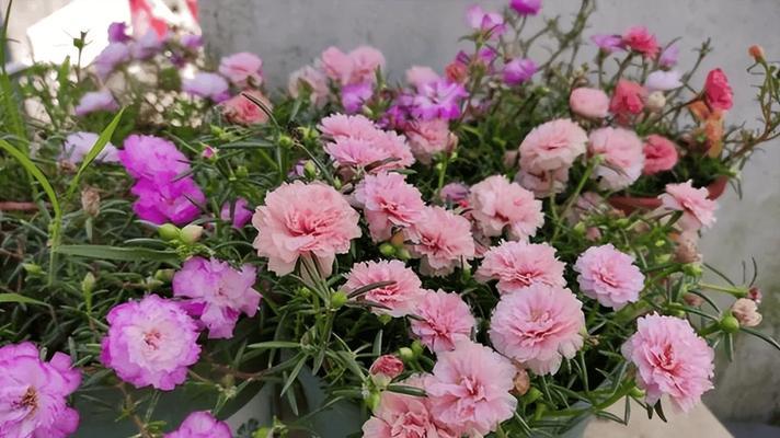象征劳动节的花是什么？劳动节的花语有哪些？