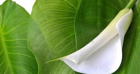 绿色和白色做花代表什么？花语中绿色和白色有何含义？
