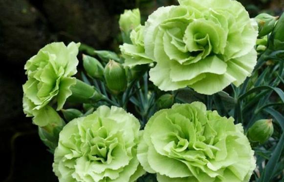 绿色和白色做花代表什么？花语中绿色和白色有何含义？