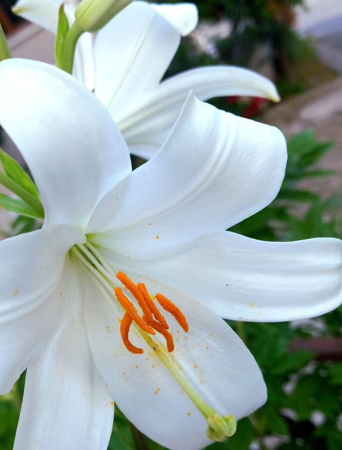 种什么象征爱情的花好养？哪种花最能代表爱情？