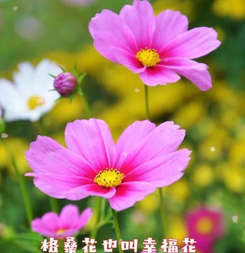 格桑花代表幸福吗？幸福格桑花的寓意是什么？