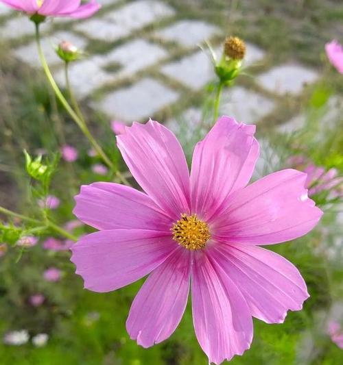 格桑花代表幸福吗？幸福格桑花的寓意是什么？