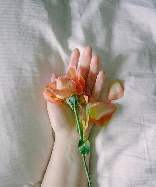 房间内手捧玫瑰花有何寓意？