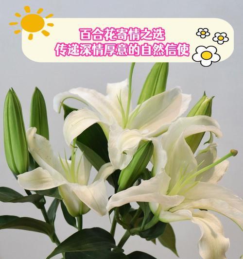 送妈妈什么花寓意身体健康？