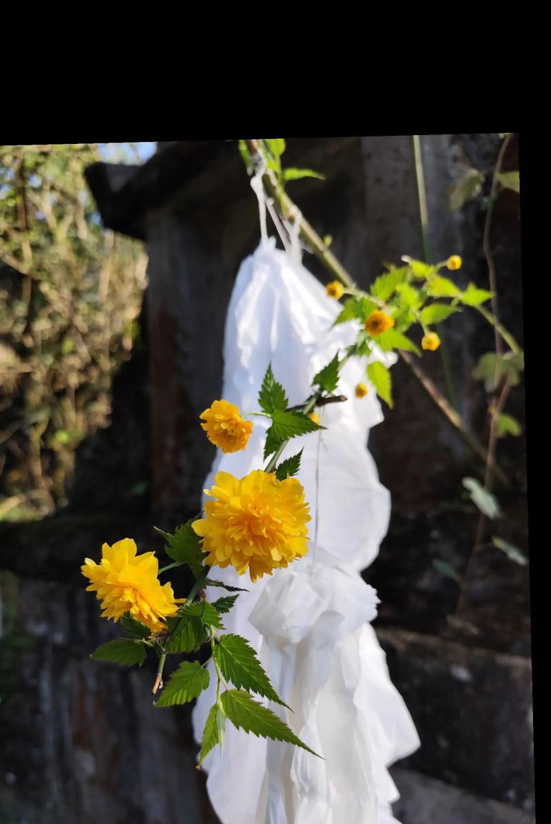 清明节送的花有什么特别的含义？