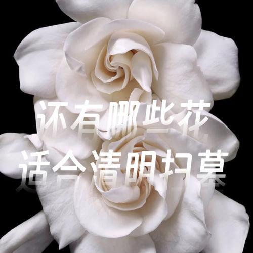 清明节送的花有什么特别的含义？