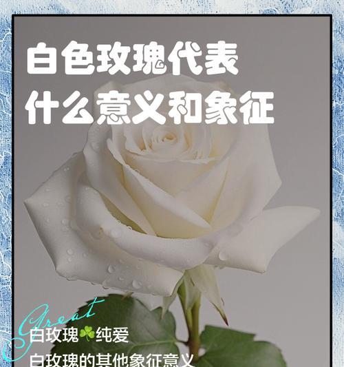 送玫瑰花代表什么寓意？见面送玫瑰花的含义是什么？