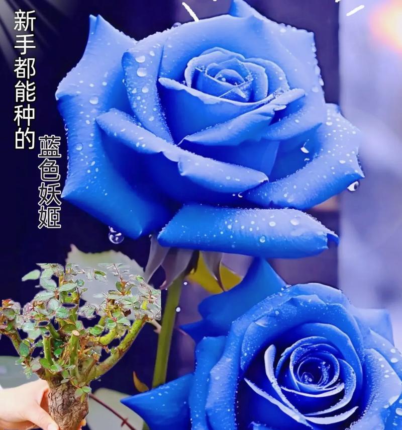 三朵蓝色玫瑰代表什么？三朵蓝色玫瑰花的寓意是什么？